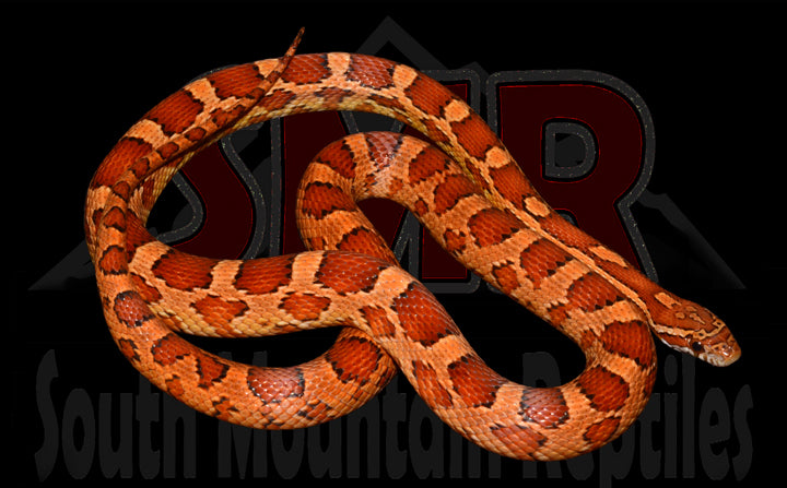 Pos-het 27" Female for sale by South Mountain Reptiles