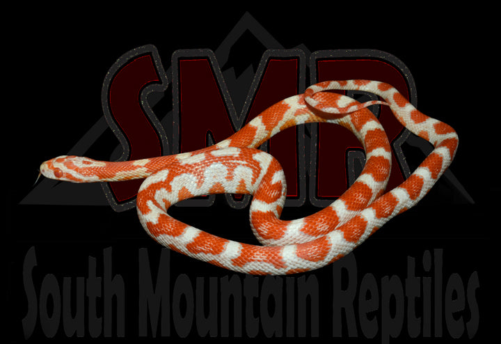 Candy Cane 19" Female for sale by South Mountain Reptiles