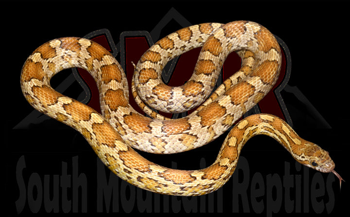 Caramel 28" Male for sale by South Mountain Reptiles