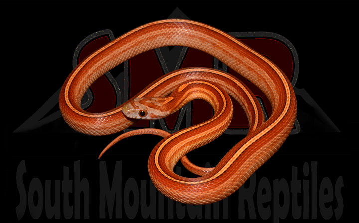 Tessera 18" Female for sale by South Mountain Reptiles