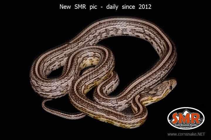 Anery Tessera 29" Female for sale by South Mountain Reptiles