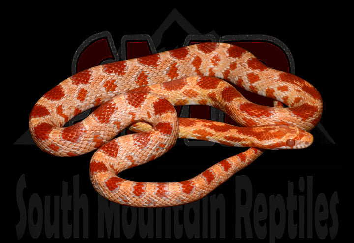 Amel 22" Male for sale by South Mountain Reptiles