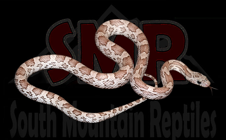 Cinder 18" Male for sale by South Mountain Reptiles