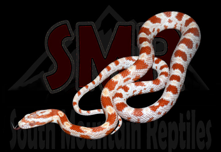 High-white Reverse Okeetee 18" male for sale by South Mountain Reptiles