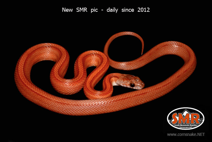 Striped Bloodred 19" Female for sale by South Mountain Reptiles