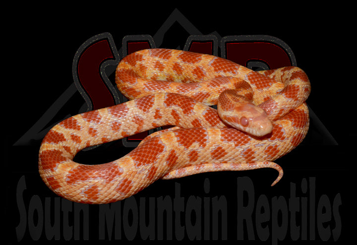 Red Factor Amel 19" male for sale by South Mountain Reptiles