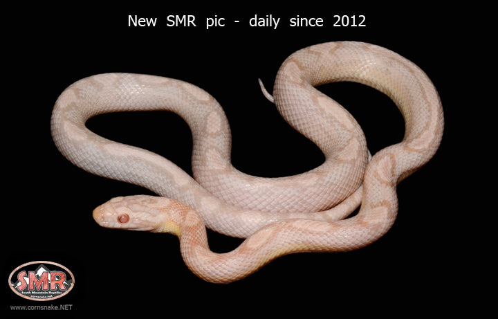 Coral Snow Motley 22" female for sale by South Mountain Reptiles