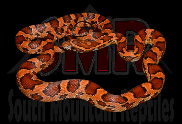 Extreme Okeetee 21" female for sale by South Mountain Reptiles