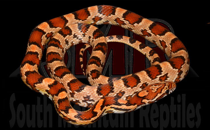 Buckskin Okeetee 20" Male for sale by South Mountain Reptiles