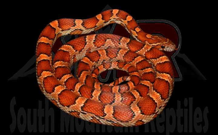 Het Palmetto 25" Female for sale by South Mountain Reptiles