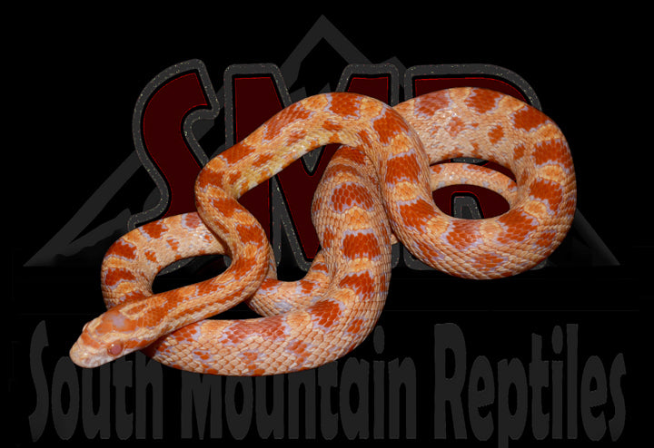 Amel 21" male for sale by South Mountain Reptiles