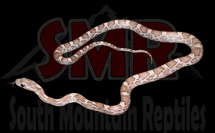 Cinder 17" Female for sale by South Mountain Reptiles
