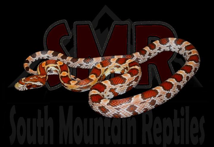 Ultramel Extreme Okeetee 24" male for sale by South Mountain Reptiles