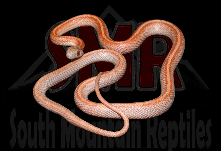 Lava Terrazzo 26" male for sale by South Mountain Reptiles