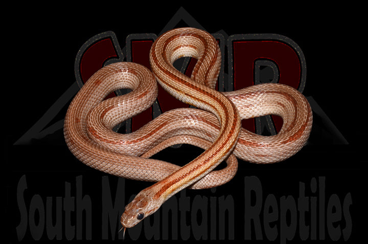 Striped 32" Female for sale by South Mountain Reptiles