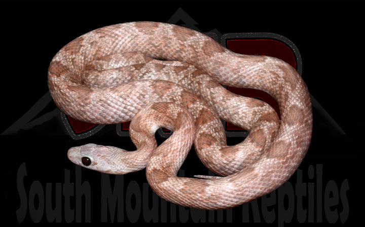 Cinder 21" Male for sale by South Mountain Reptiles
