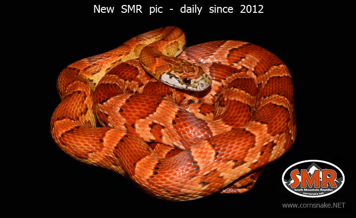 Sunkissed 31" female for sale by South Mountain Reptiles