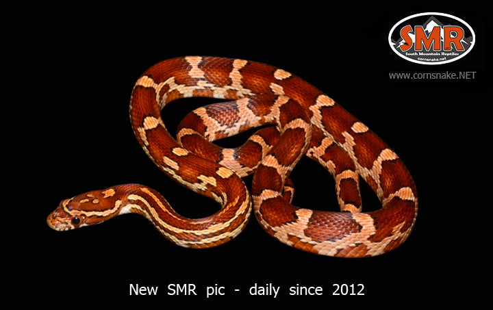 Pos-Het Scaleless 19" Female for sale by South Mountain Reptiles