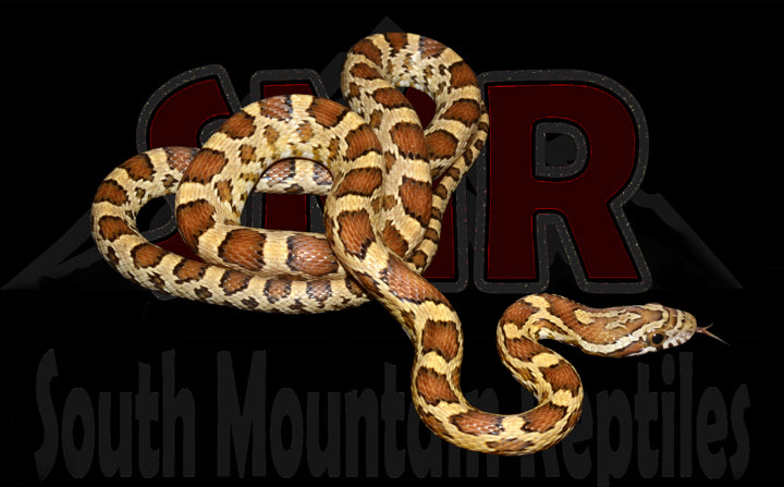 Caramel 24" male for sale by South Mountain Reptiles