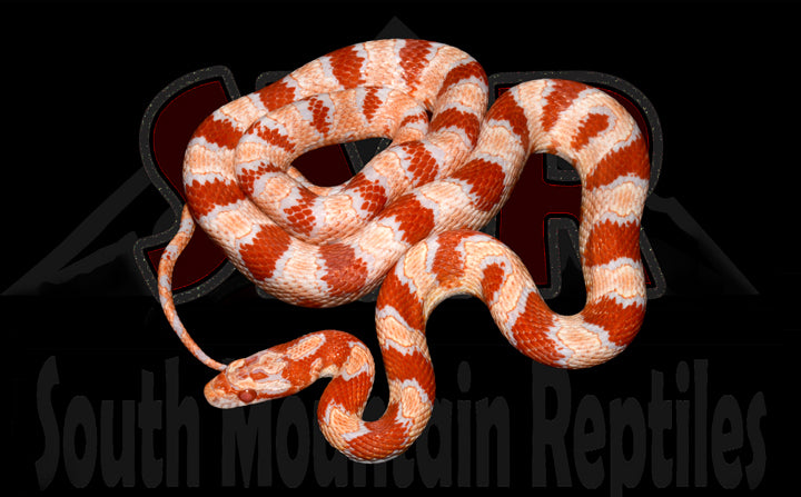 Reverse Okeetee 29" Male for sale by South Mountain Reptiles