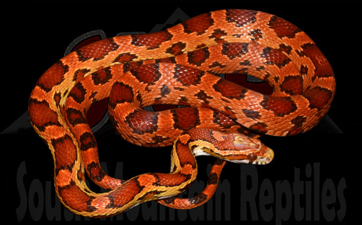 Ultramel Okeetee 30" Female for sale by South Mountain Reptiles