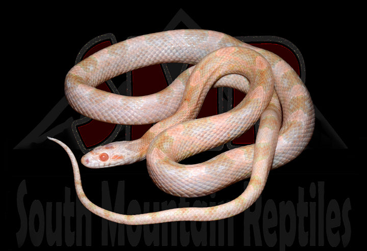 Strawberry Avalanche 27" Male for sale by South Mountain Reptiles