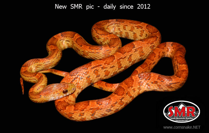 Sunkissed Hypo 28" Male for sale by South Mountain Reptiles