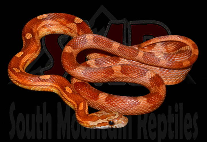 Bloodred Motley 21" Female for sale by South Mountain Reptiles