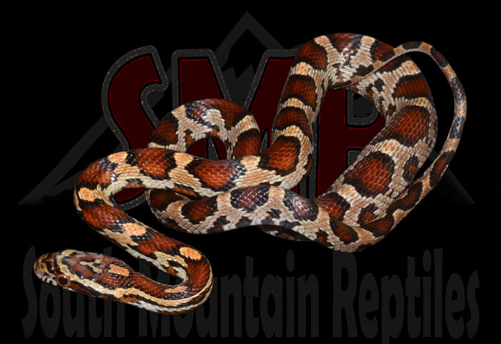 Buckskin Okeetee 19" Female for sale by South Mountain Reptiles