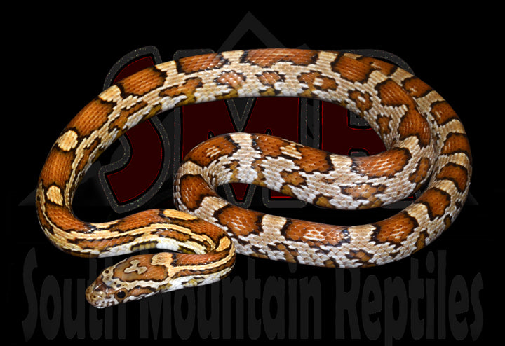 Het Striped Bloodred 23" Male for sale by South Mountain Reptiles