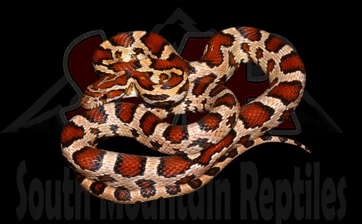 Extreme Okeetee 23" Male for sale by South Mountain Reptiles