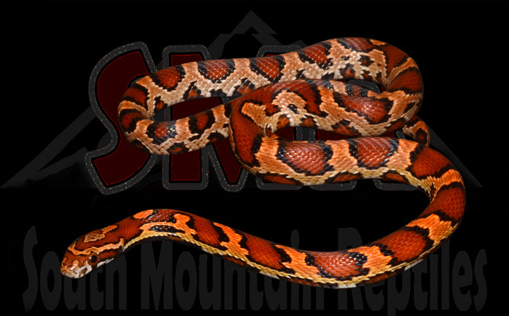 Extreme Okeetee 20" Male for sale by South Mountain Reptiles
