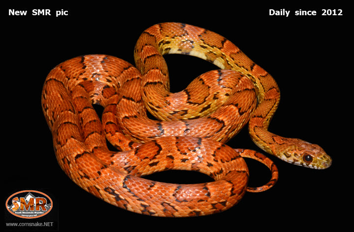 Sunkissed 30" Male for sale by South Mountain Reptiles