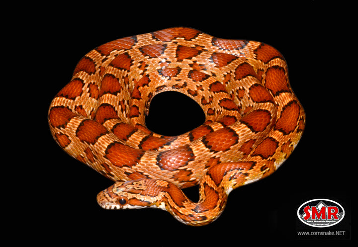 Okeetee 26" Male for sale by South Mountain Reptiles
