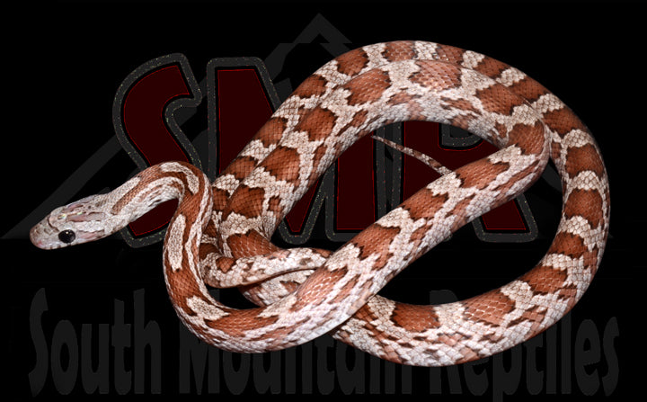 Cinder 24" Female for sale by South Mountain Reptiles