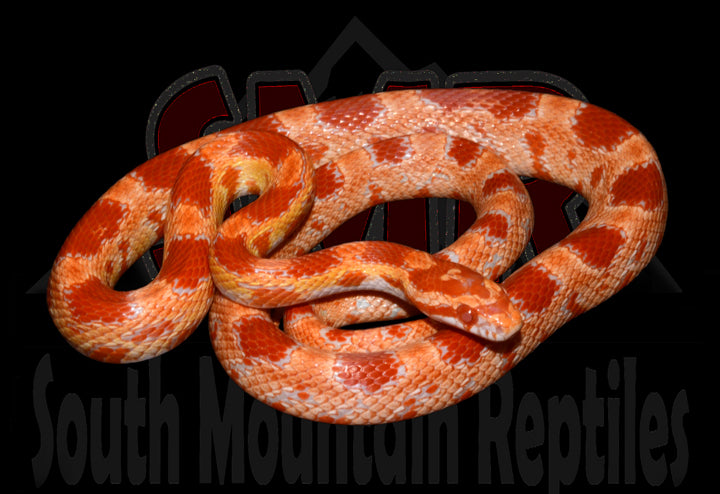 Amel 24" female for sale by South Mountain Reptiles