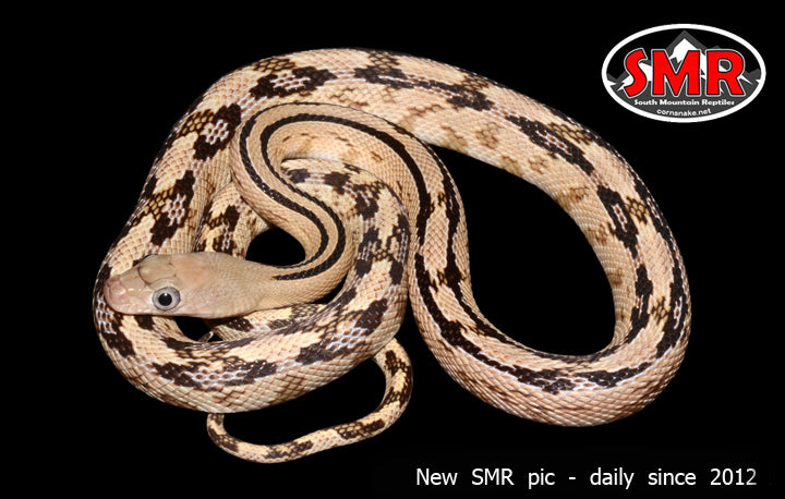 Trans-pecos Ratsnake 23" Male for sale by South Mountain Reptiles