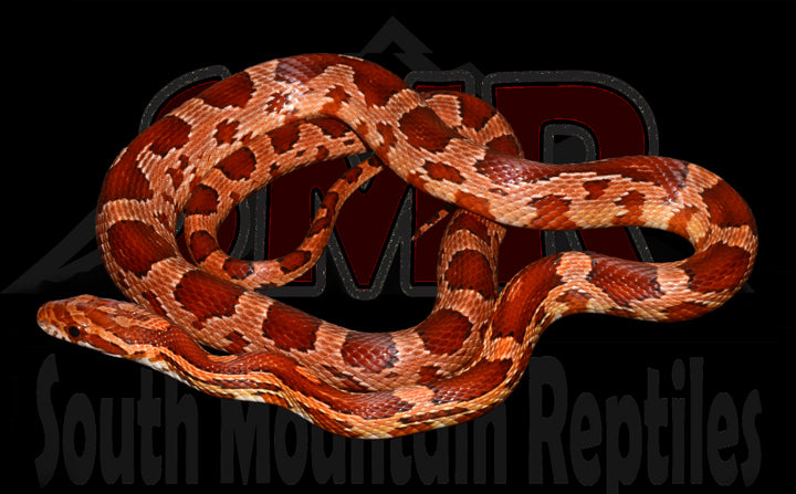 Het Coral Anery Lavender 22" Male for sale by South Mountain Reptiles