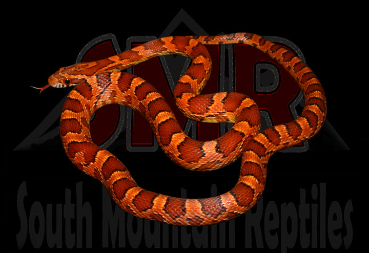 Het Scaleless 20" Male for sale by South Mountain Reptiles
