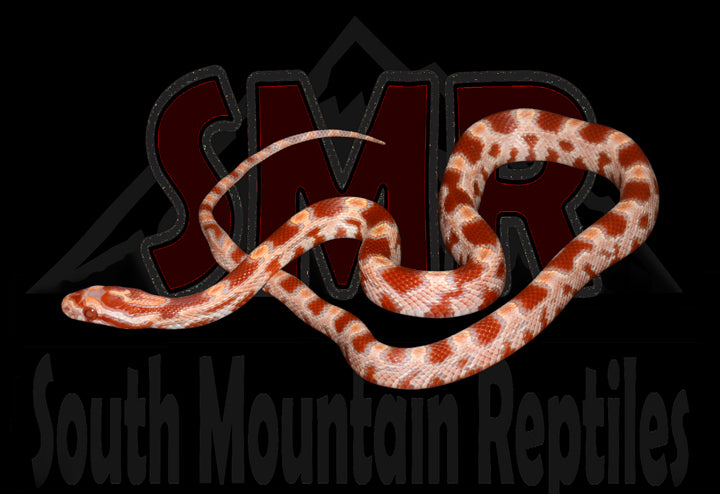 Reverse Okeetee 14" female for sale by South Mountain Reptiles