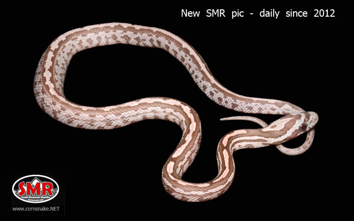 12" Male Coral Ghost Tessera for sale by South Mountain Reptiles