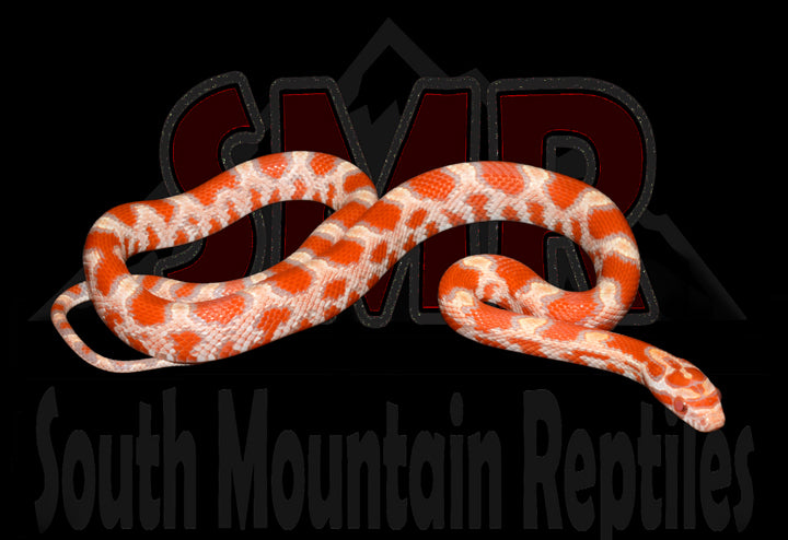 Reverse Okeetee 14" Female for sale by South Mountain Reptiles