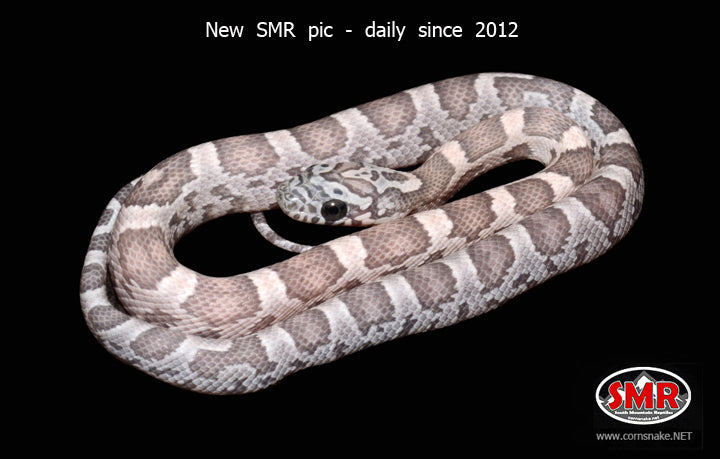 11" Male Dilute Sunkissed Anery Corn Snake for sale by South Mountain Reptiles