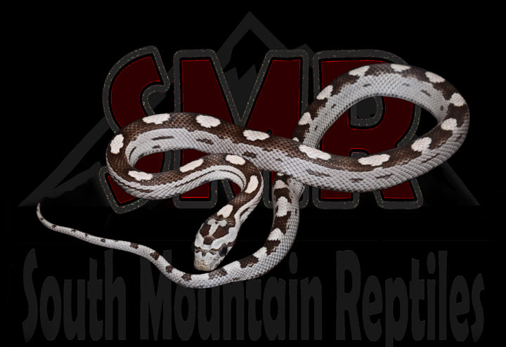 Anery Motley 12" male for sale by South Mountain Reptiles