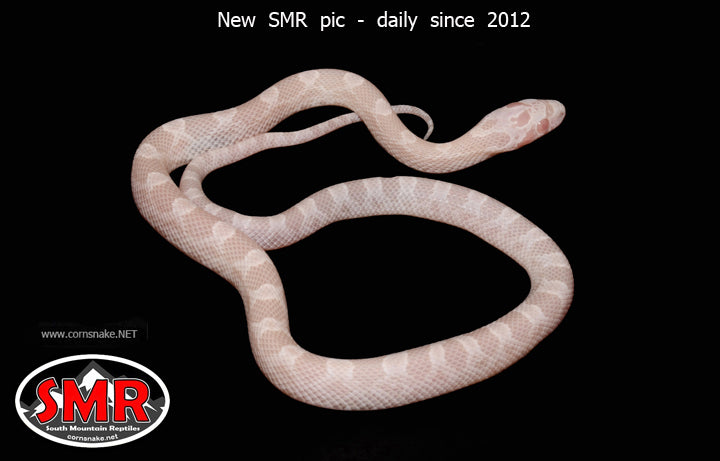 12" Strawberry Avalanche for sale by South Mountain Reptiles