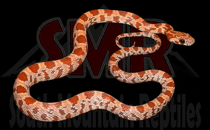 Sunkissed 16" Male for sale by South Mountain Reptiles