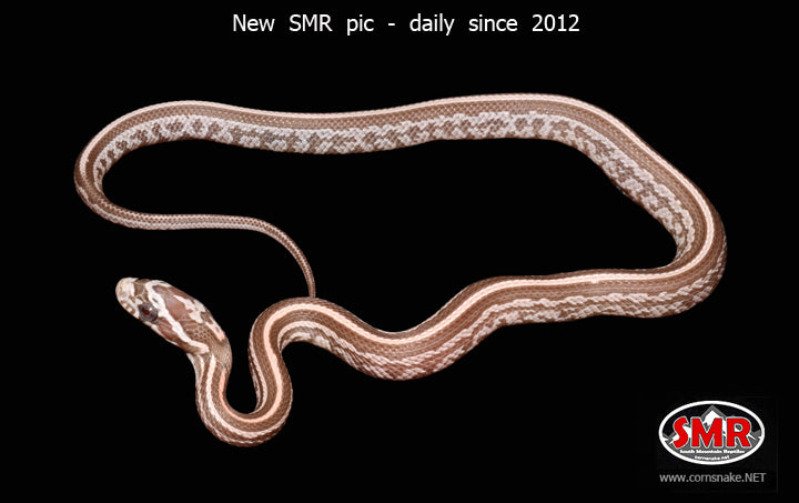 12" Male Coral Ghost Tessera for sale by South Mountain Reptiles