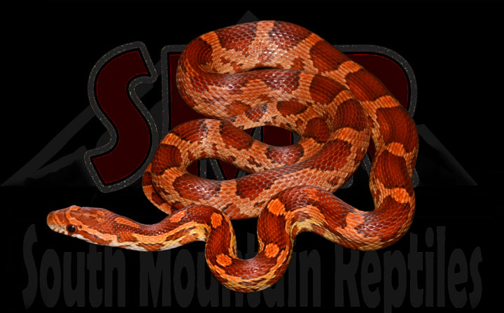 Pos-Het Cornsnake 22" Female for sale by South Mountain Reptiles