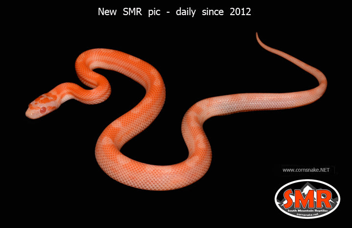 11" Male Amel Lava Motley Corn Snake for sale by South Mountain Reptiles
