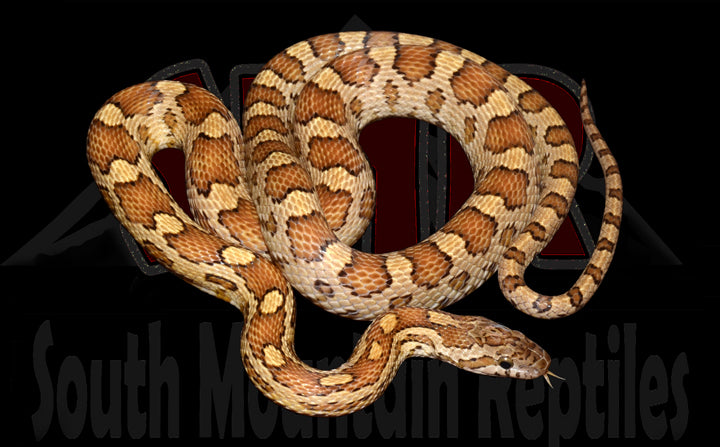 Caramel 23" Male for sale by South Mountain Reptiles